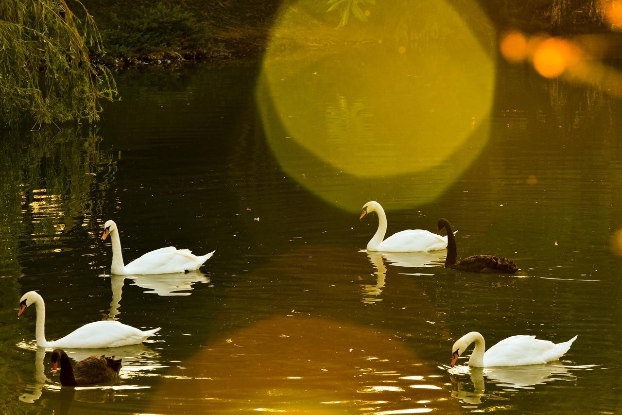 Lacul Verde Resort Ploieşti Eksteriør billede