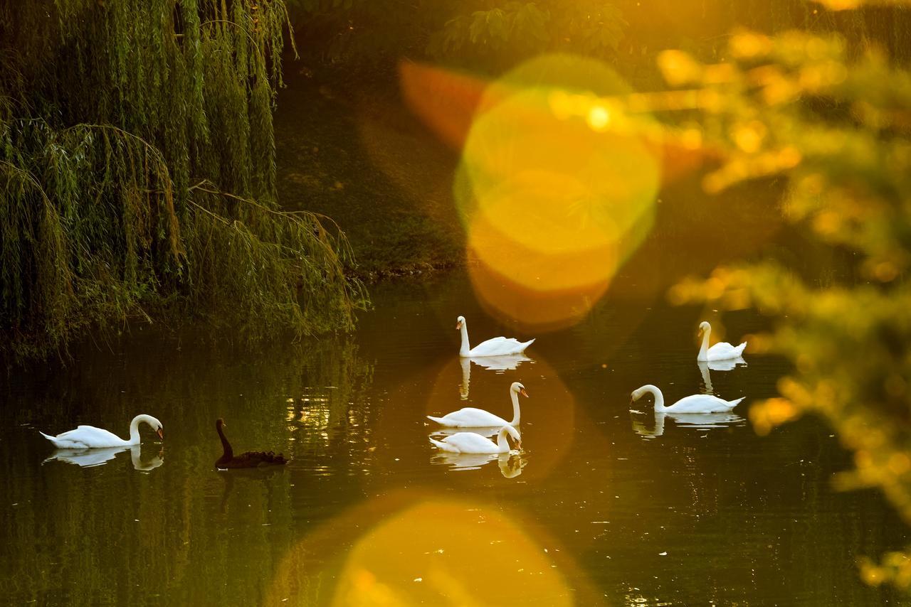Lacul Verde Resort Ploieşti Eksteriør billede