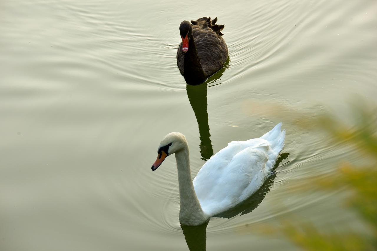 Lacul Verde Resort Ploieşti Eksteriør billede