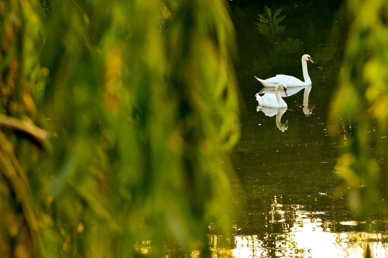 Lacul Verde Resort Ploieşti Eksteriør billede